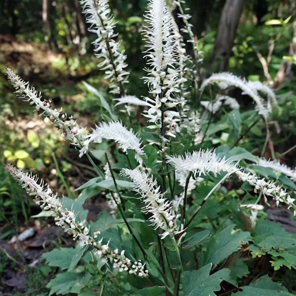 Actaea japonica
