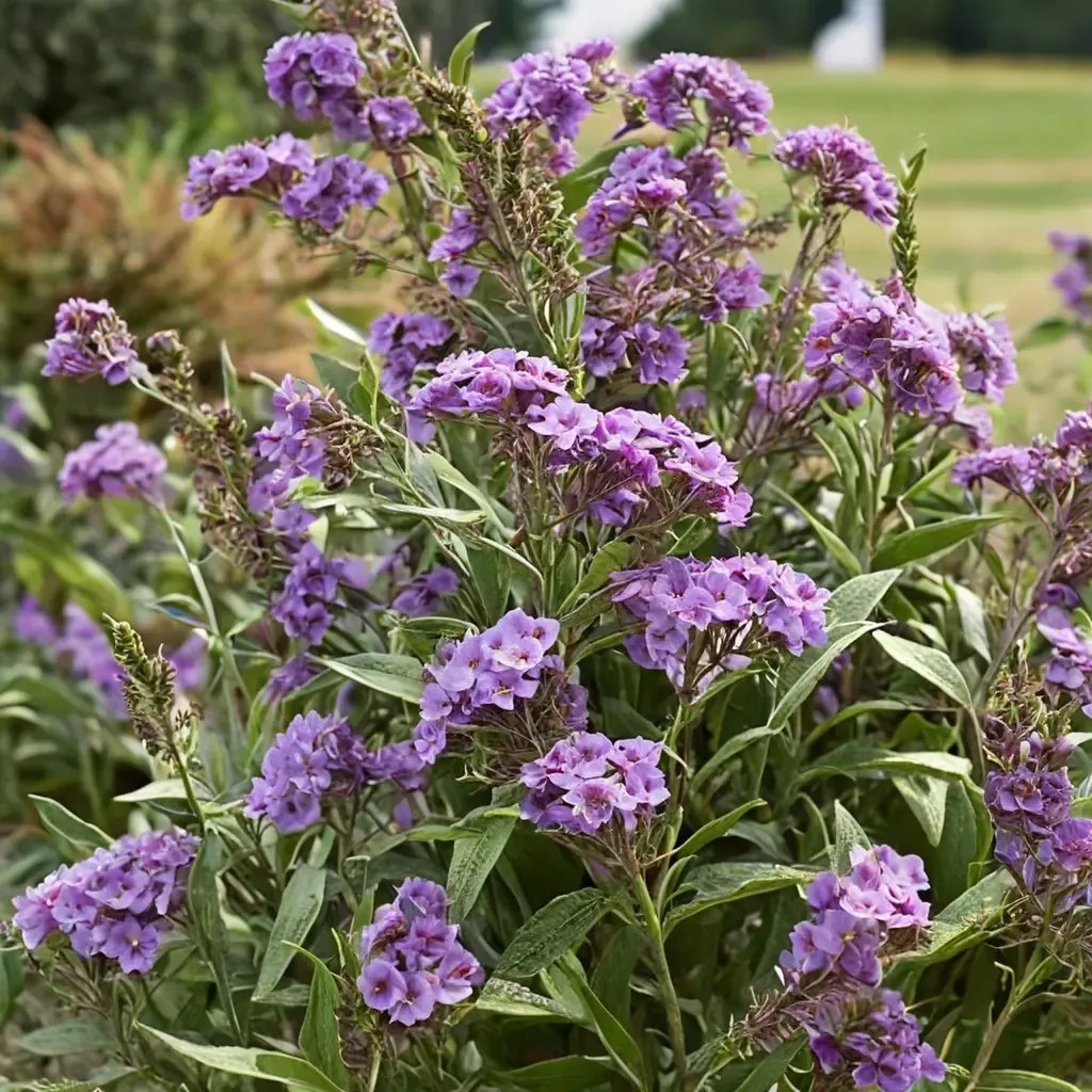 Buddleja davidii 'Le Petit'