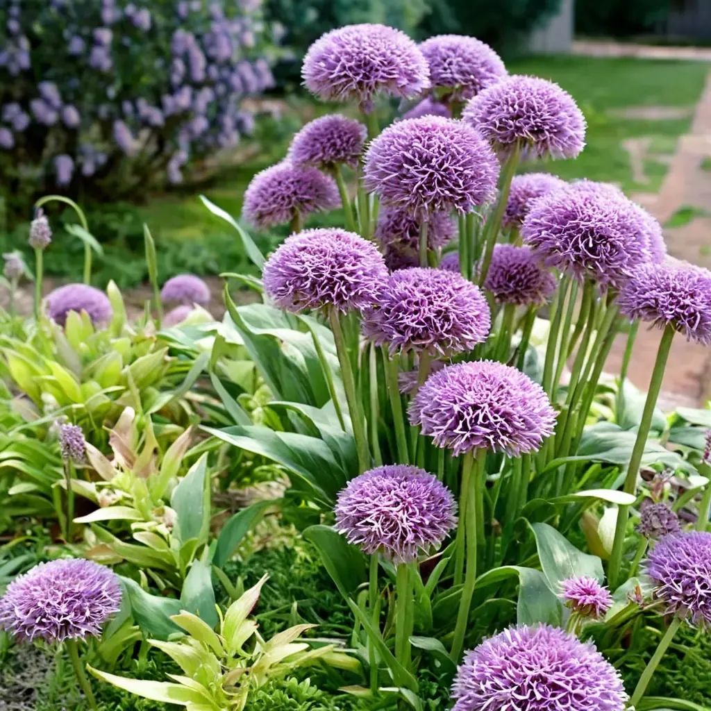Allium giganteum 'Globemaster'