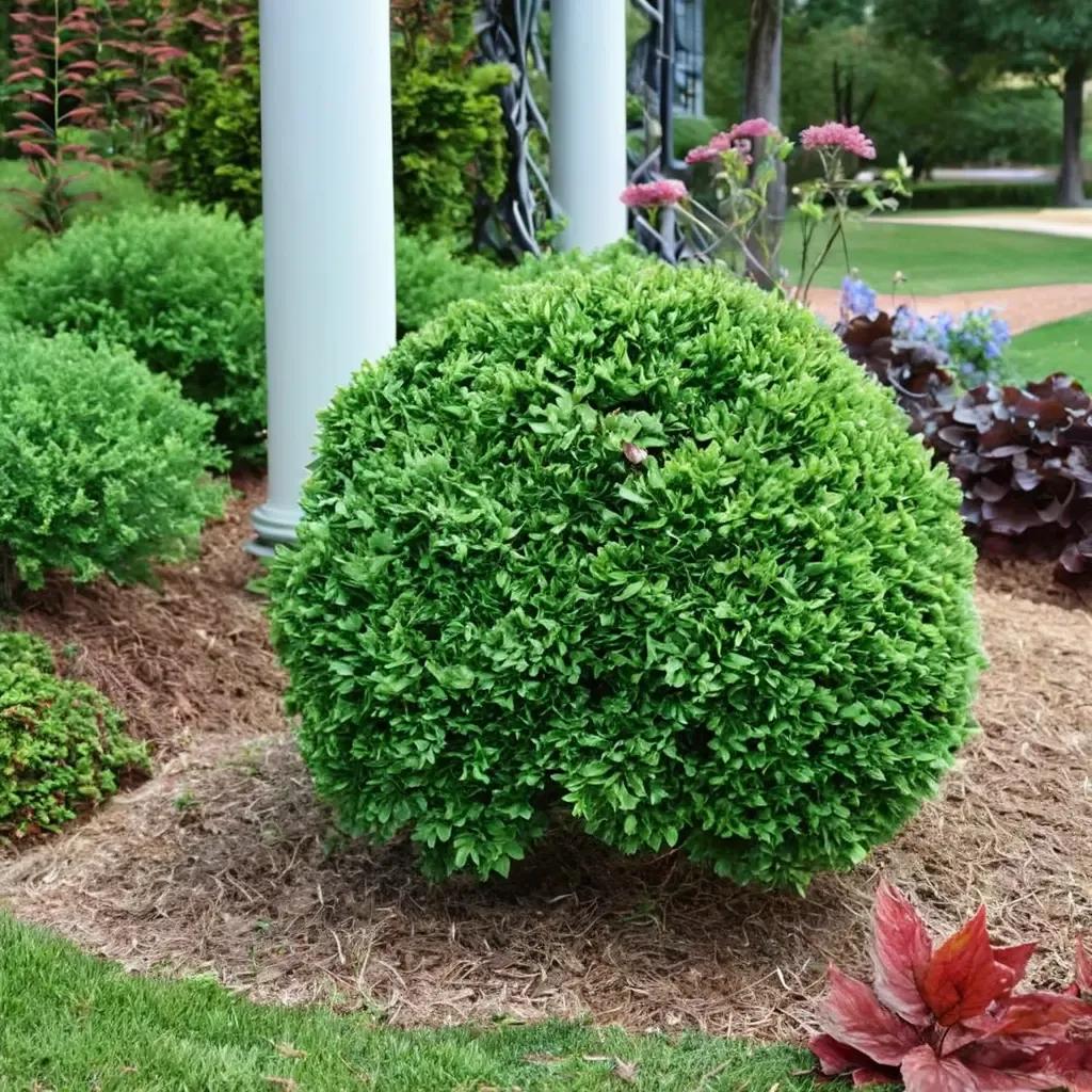 Green Velvet Boxwood