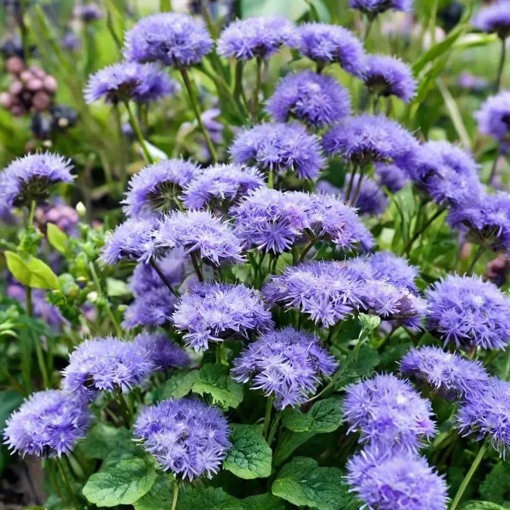 Ageratum houstonianum 'Blue Horizon'