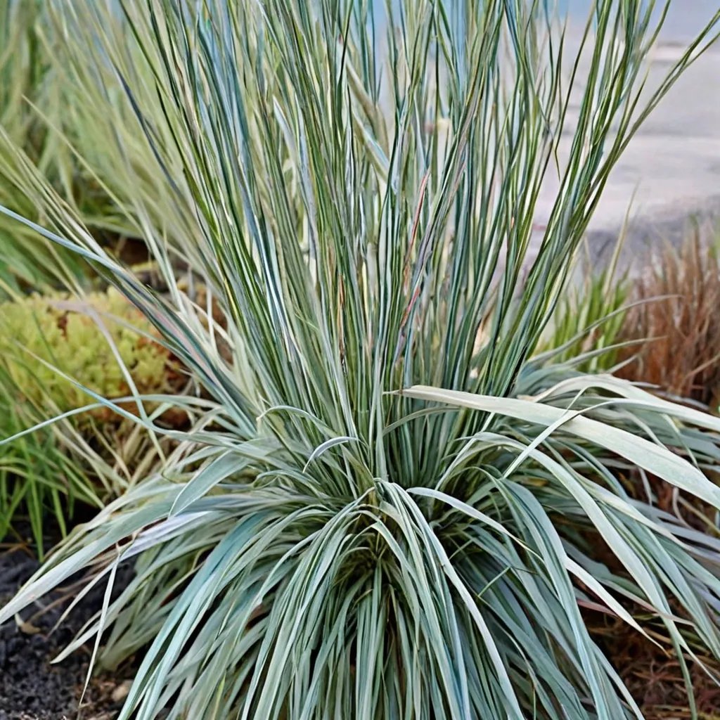 Schizachyrium scoparium 'Shining Star'