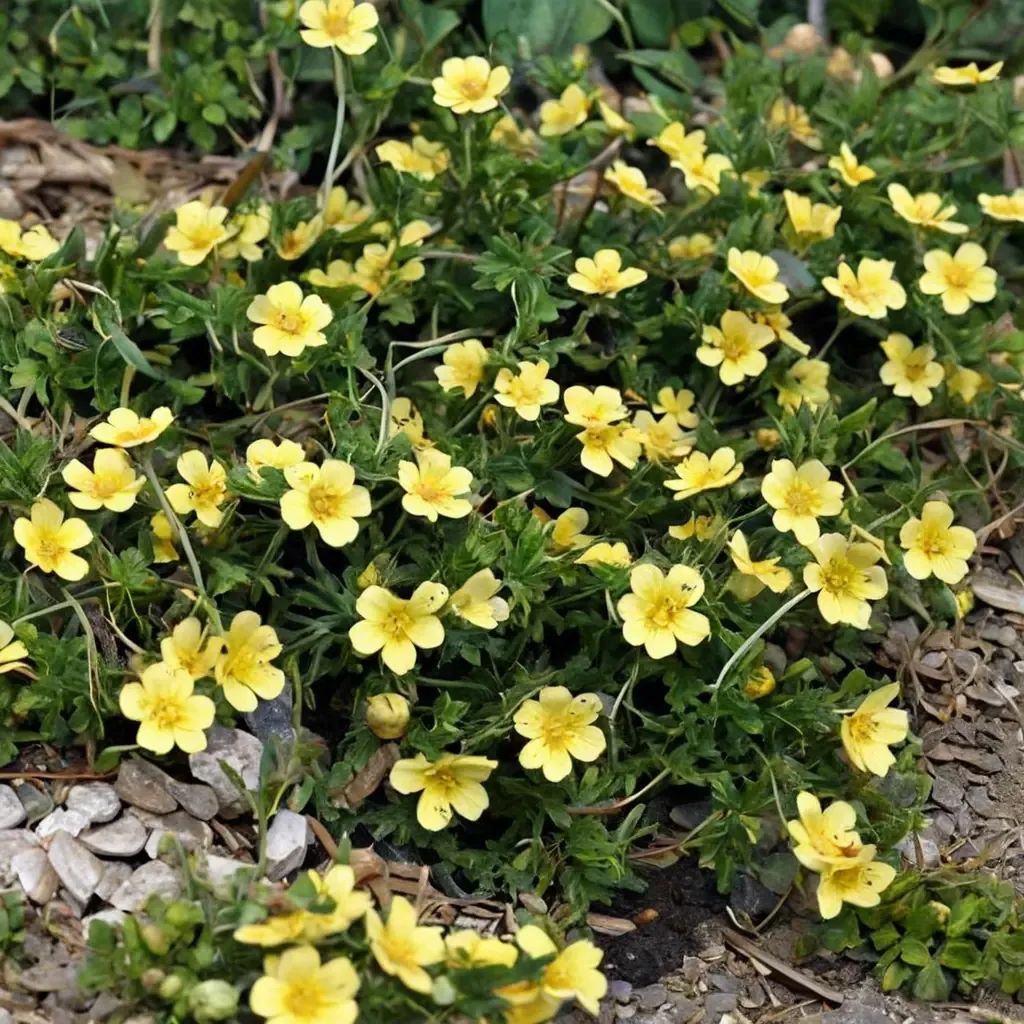 Potentilla neumanianna