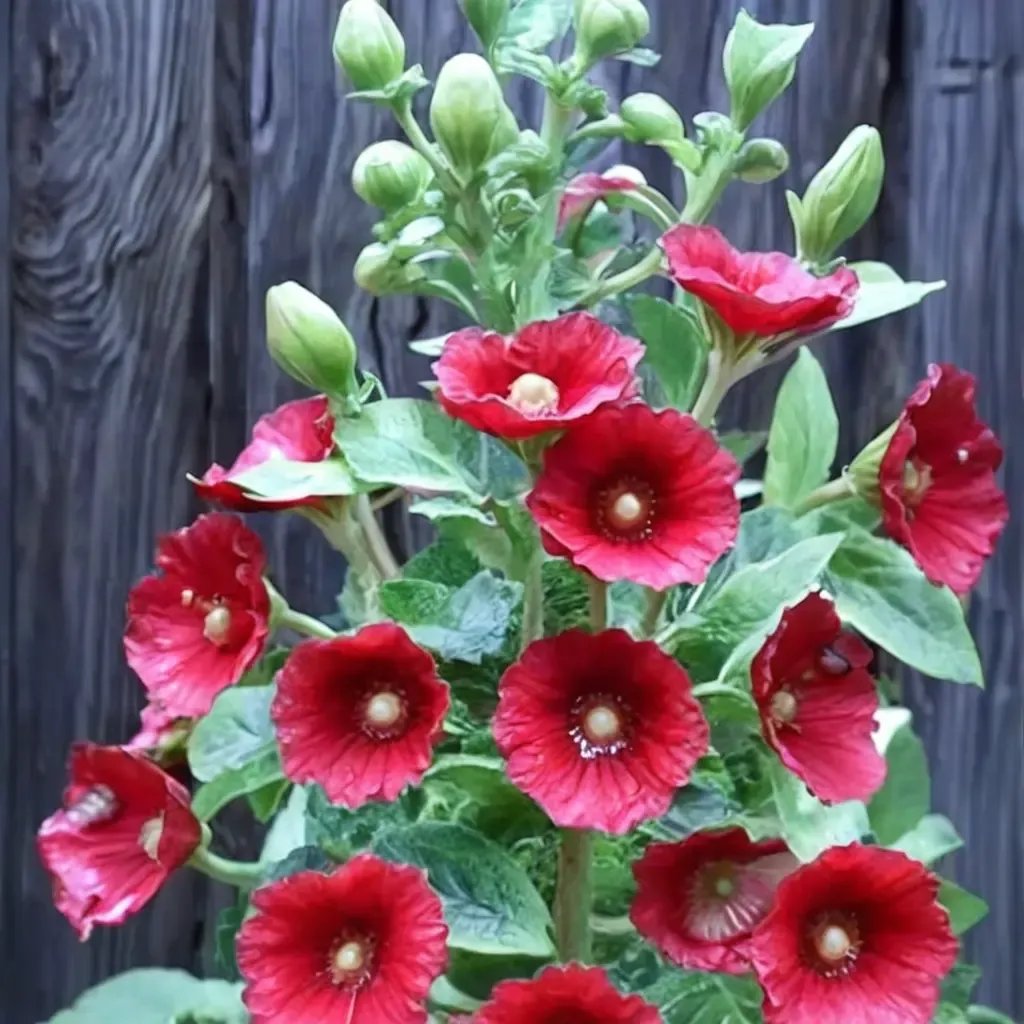 Alcea rosealca 'Country Mix'