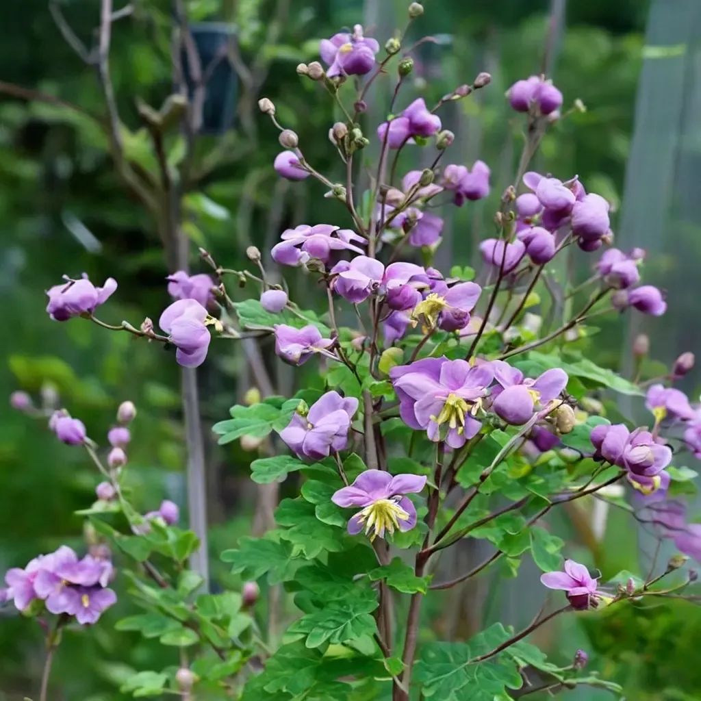 Thalictrum rochebrunianum
