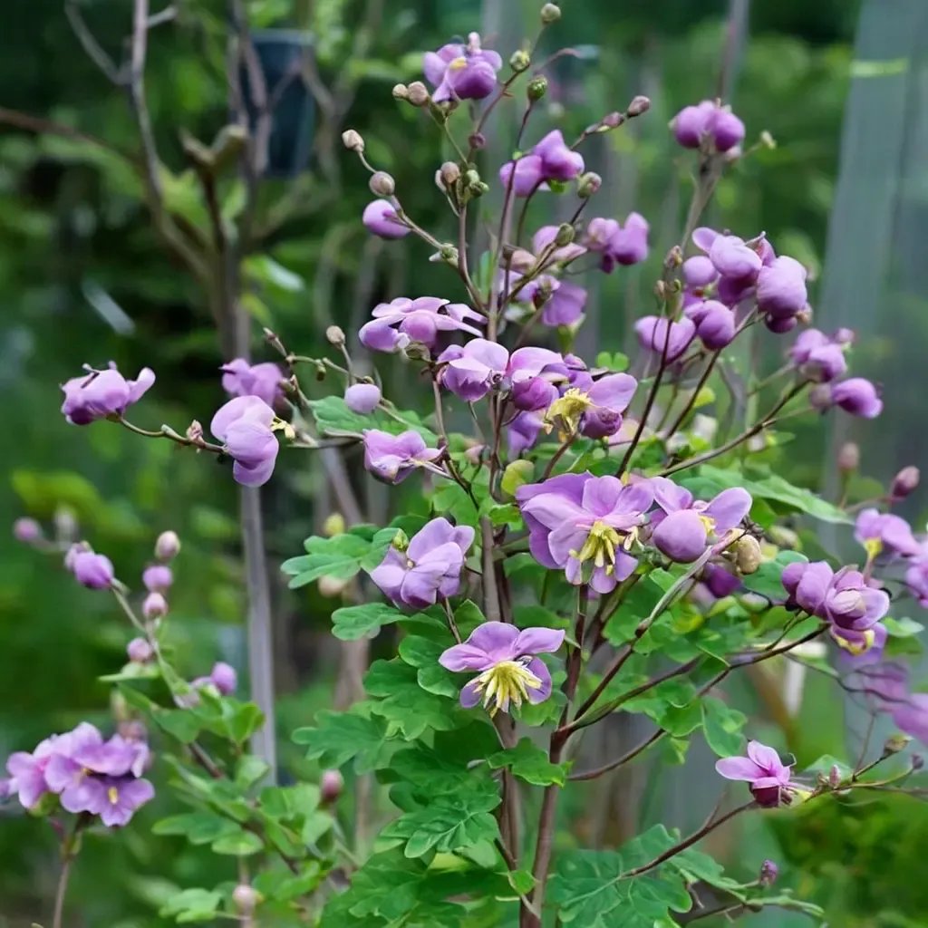 Thalictrum rochebrunianum