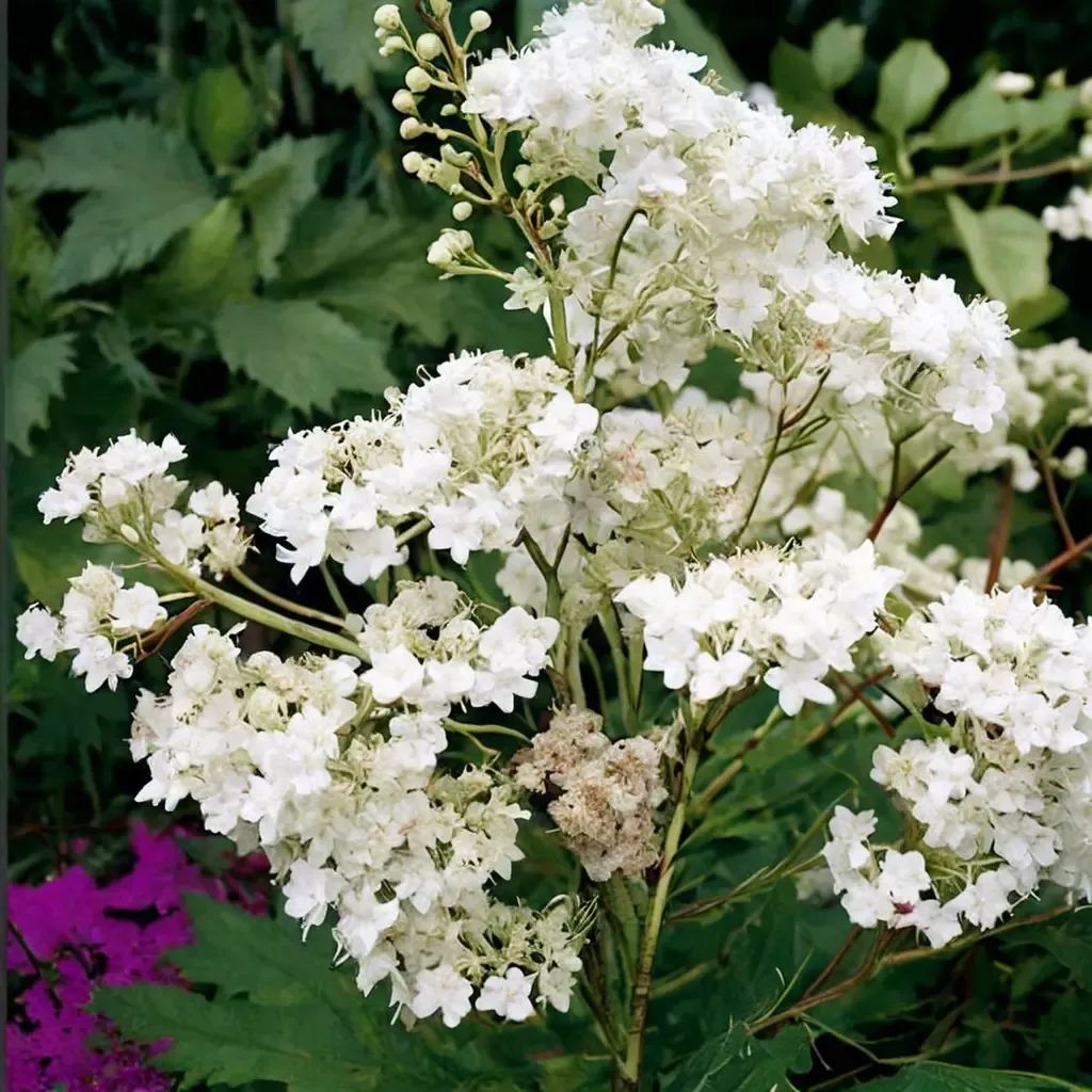 Filipendula ulmaria 'Flore Plena'