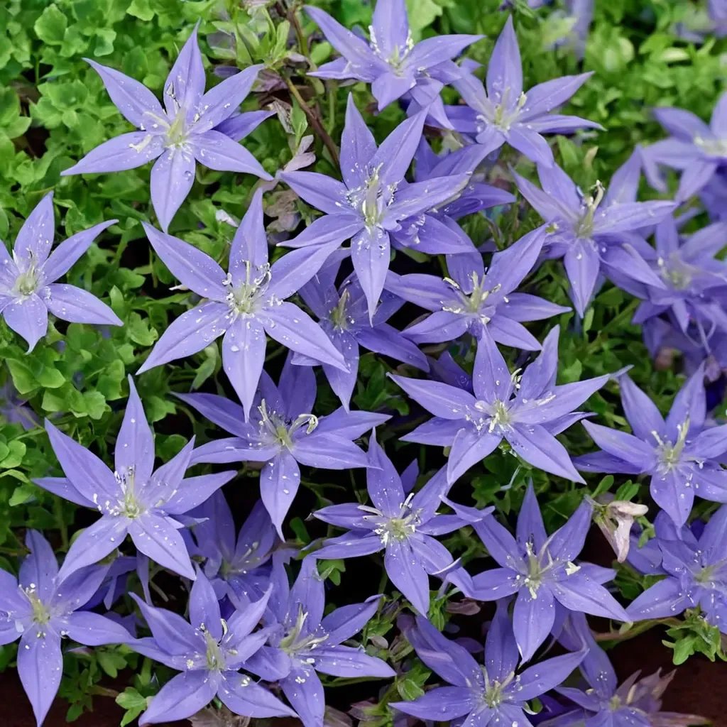 Campanula poscharskyana 'Blue Waterfall'