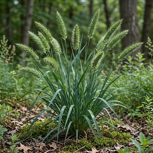 Elymus hystrix
