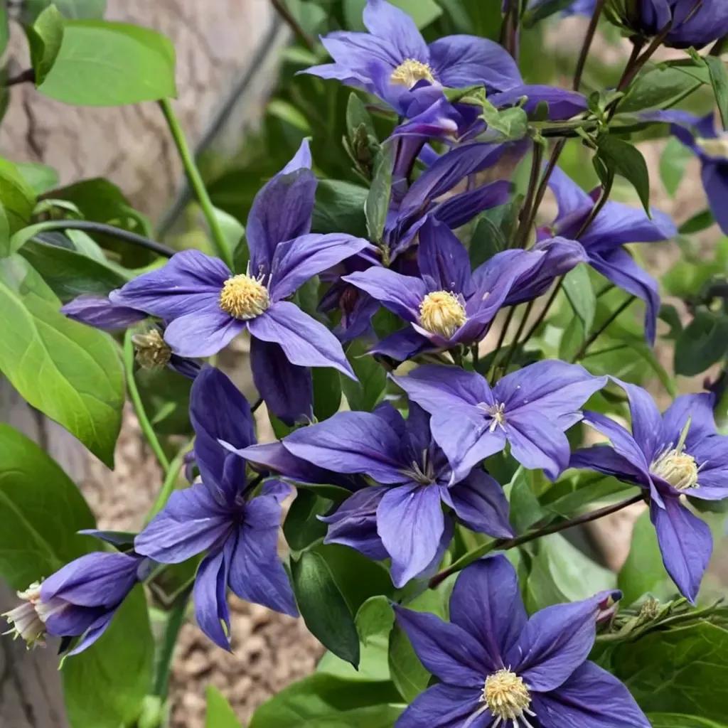 Clematis