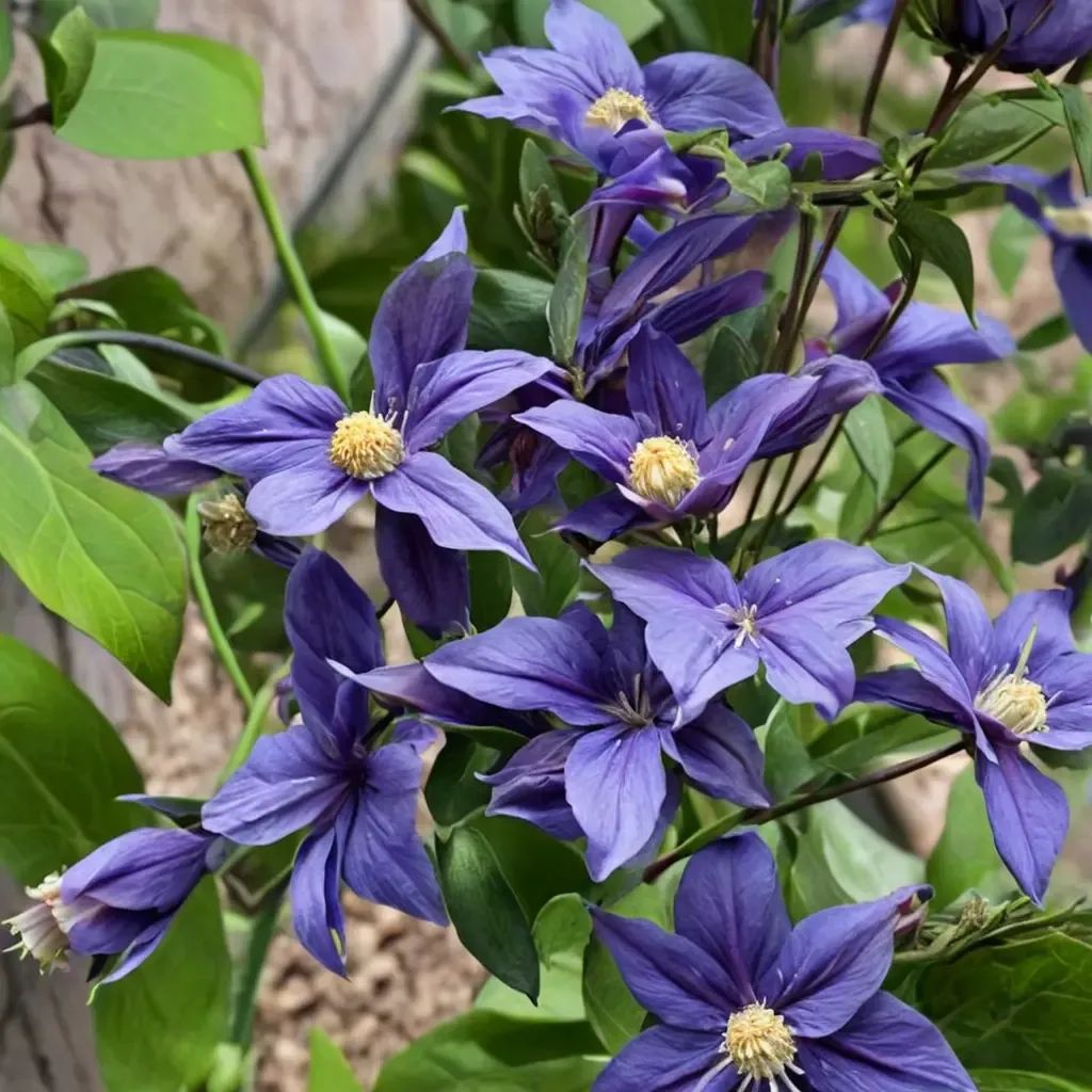 Clematis x durandii 'Taiga'