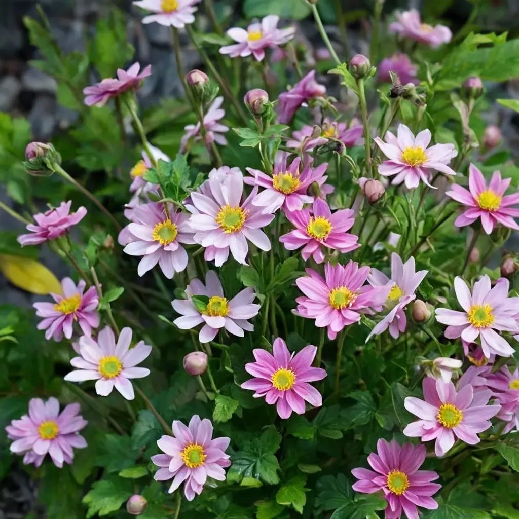 Anemone x hybrida 'Pocahontas'