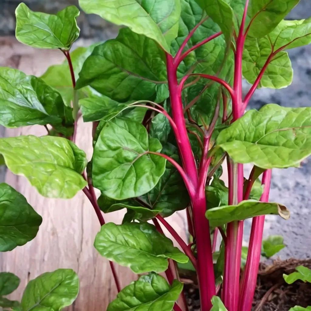 Beta vulgaris 'Magenta Sunset'