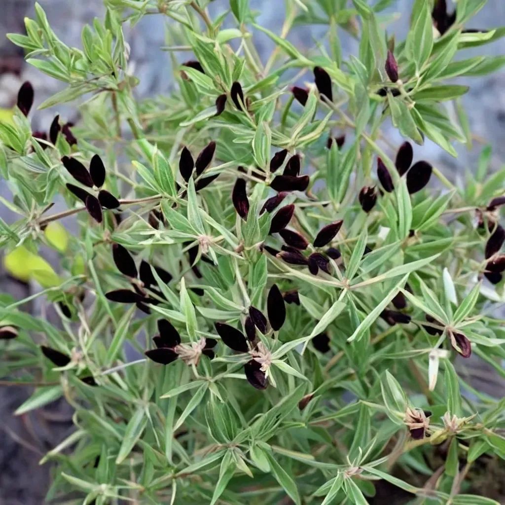 Lotus jacobaeus 'Black Lotus'