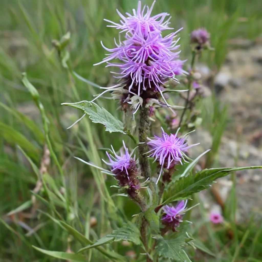 Liatris squarrosa