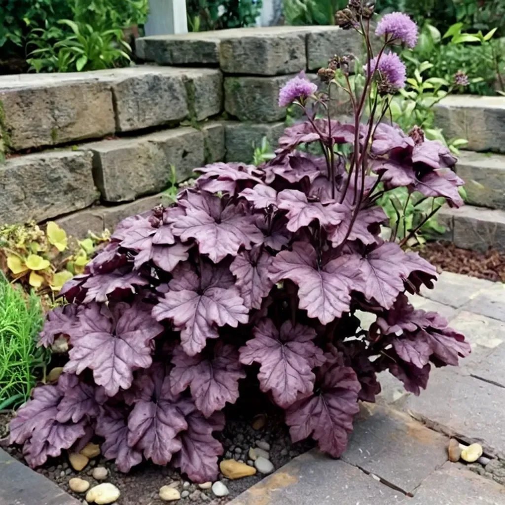 Heuchera x brizoides 'Grande Amethyst'