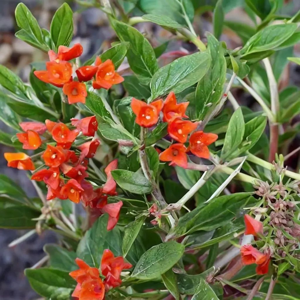 Bouvardia ternifolia