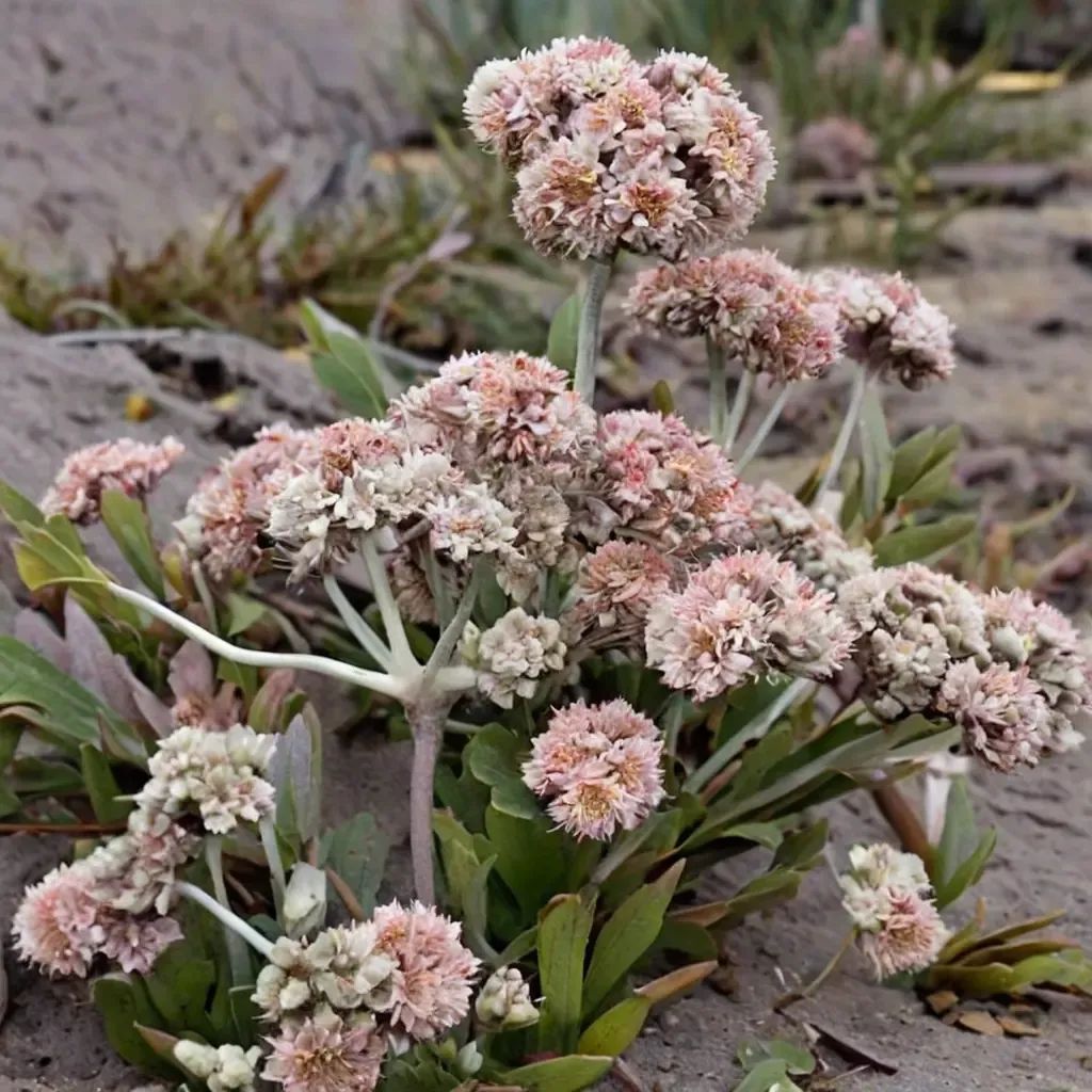 Eriogonum latifolium