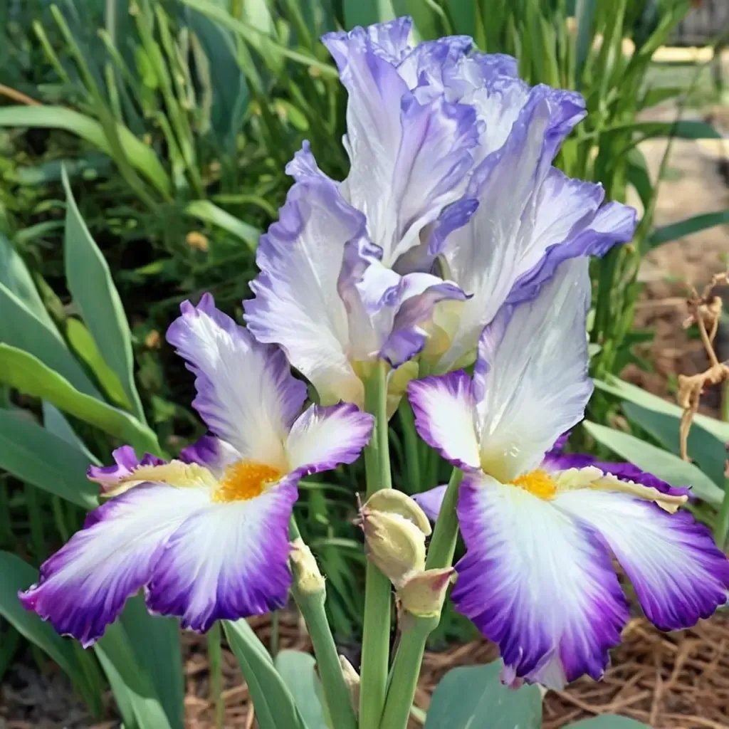 Iris x germanica 'Conjuration'