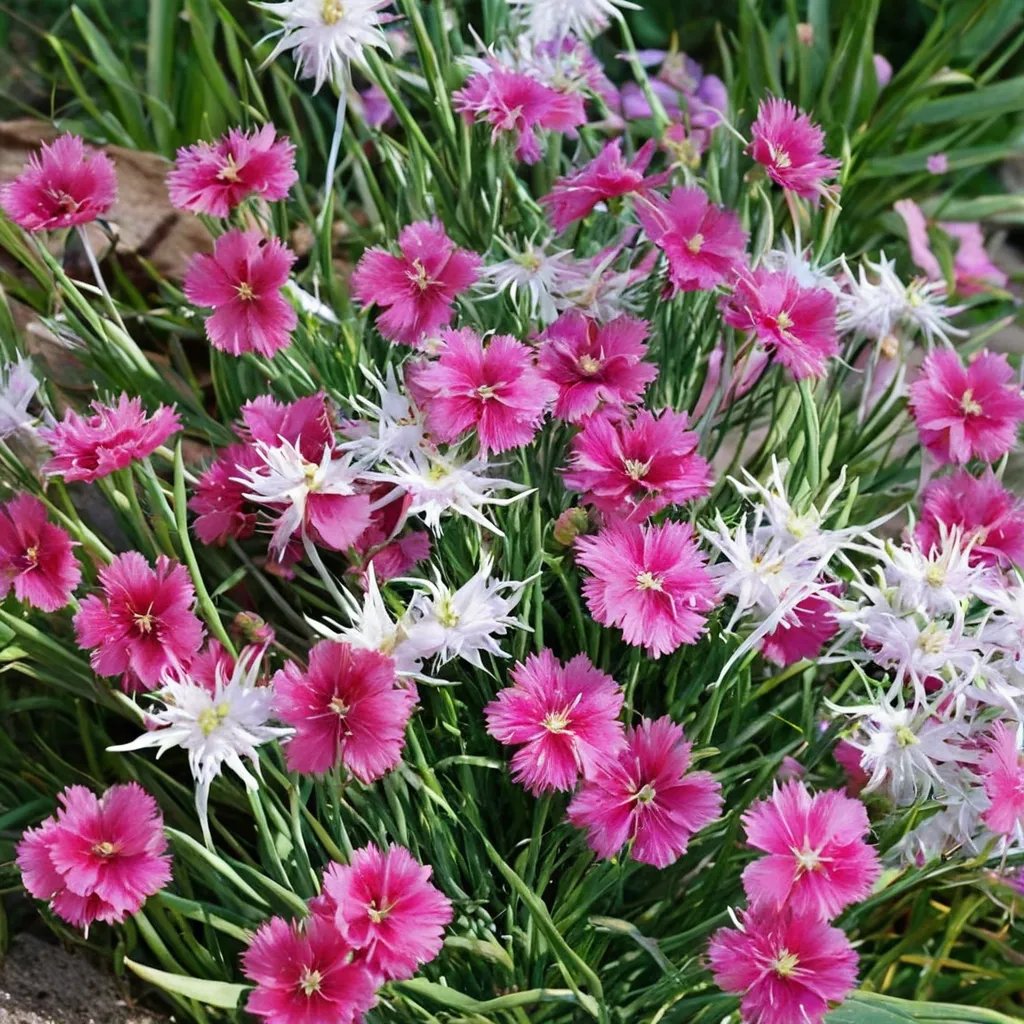Dianthus x hybrida 'Luminitzeri'