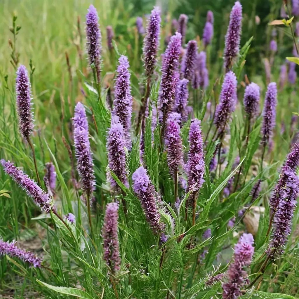 Liatris pycnostachya