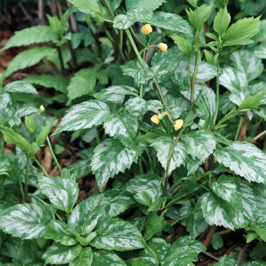 Yellow Archangel