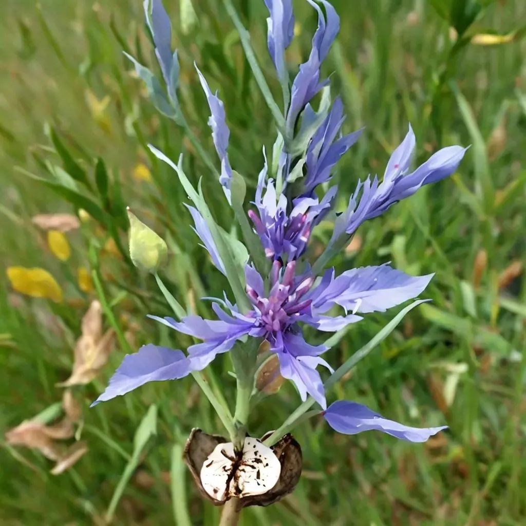 Centaurea cyanus