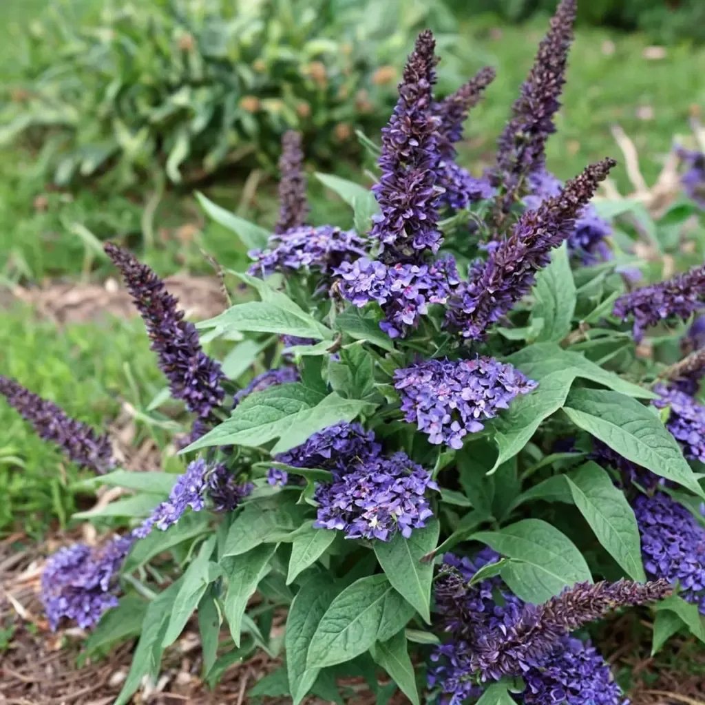 Buddleja davidii 'Pugster Blue'
