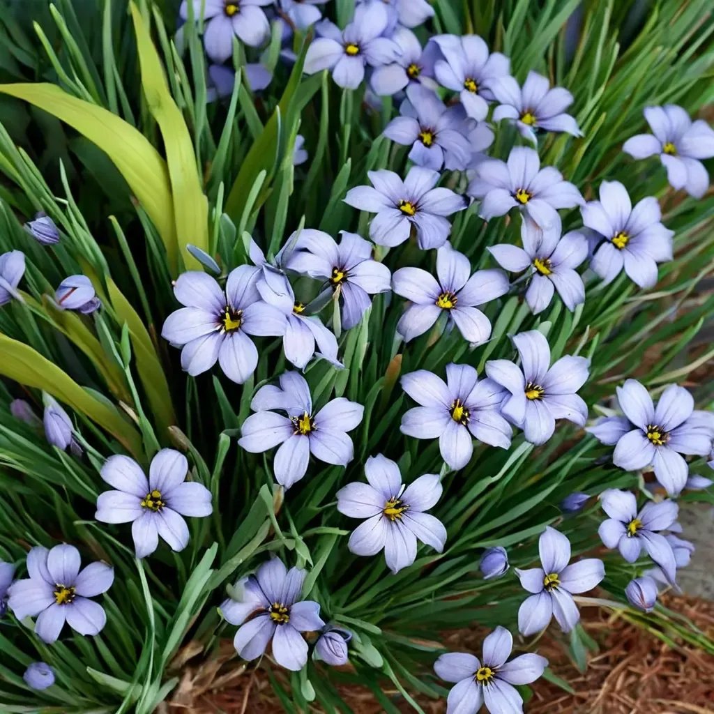 Sisyrinchium x hybrida 'Devon Skies'