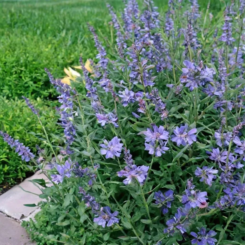 Nepeta x faassenii 'Six Hills Giant'