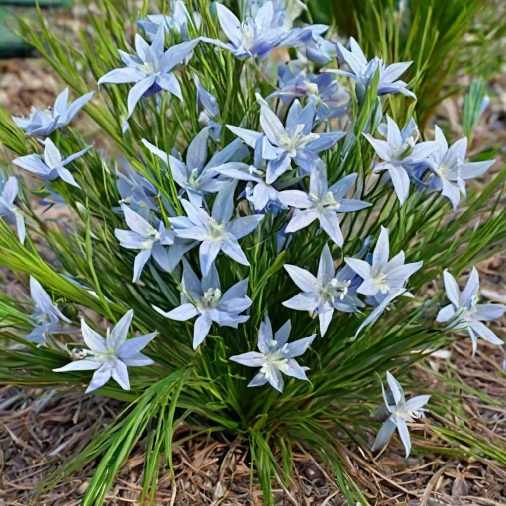 Amsonia ciliata