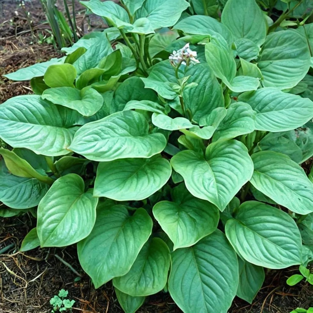 Hosta x hybrida 'Fried Green Tomatoes'