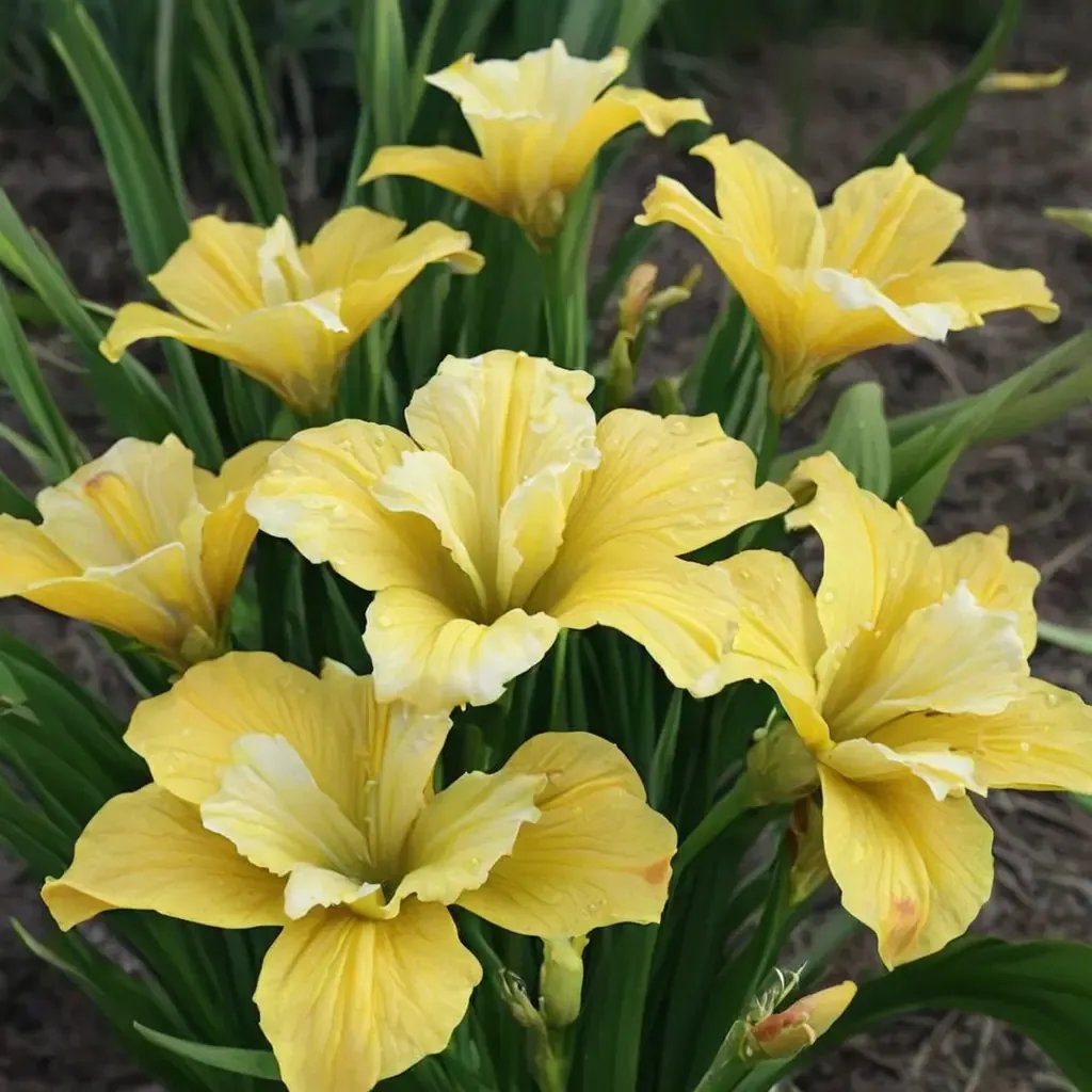 Iris sibirica 'Sunfisher'