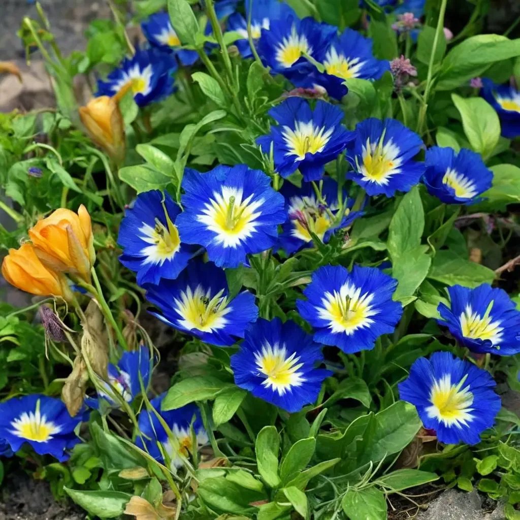 Convolvulus tricolor 'Blue Ensign'