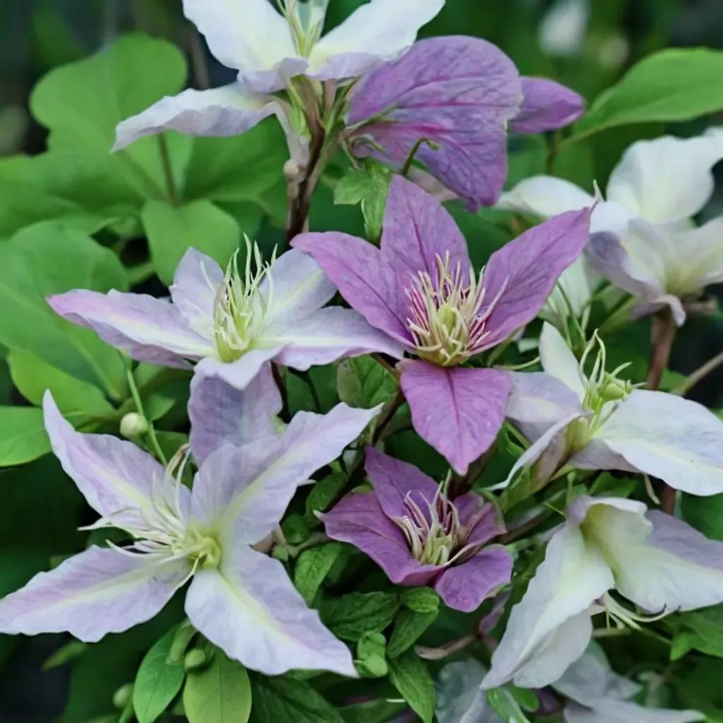 Clematis viticella 'Kitty'
