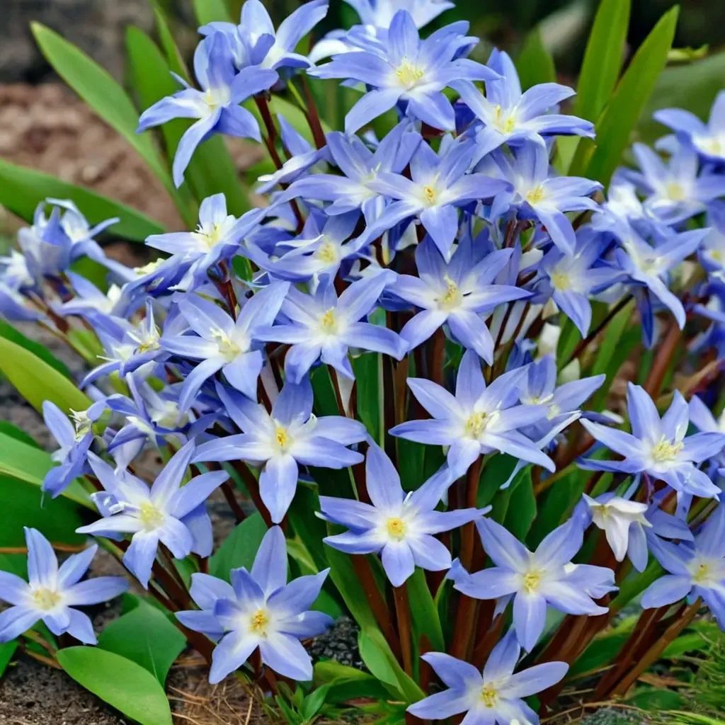 Chionodoxa forbesii