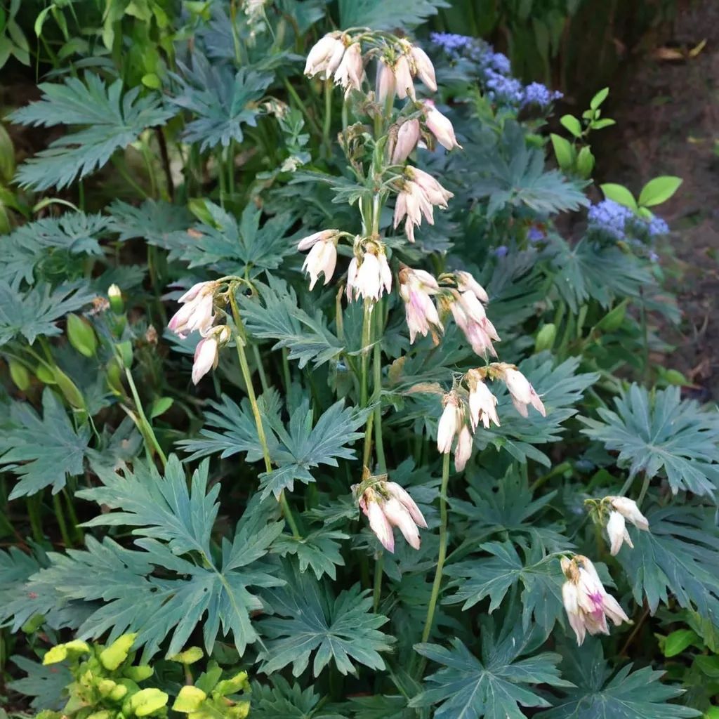 Dicentra formosa 'Langtrees'