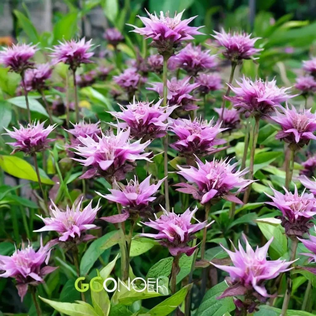 Monarda didyma 'Beauty of Cobham'