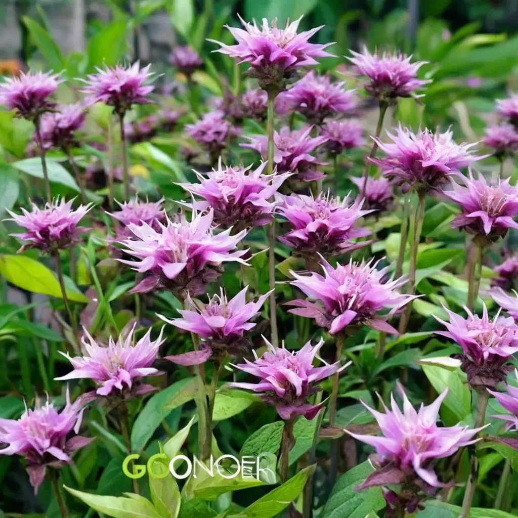 Monarda didyma 'Beauty of Cobham'