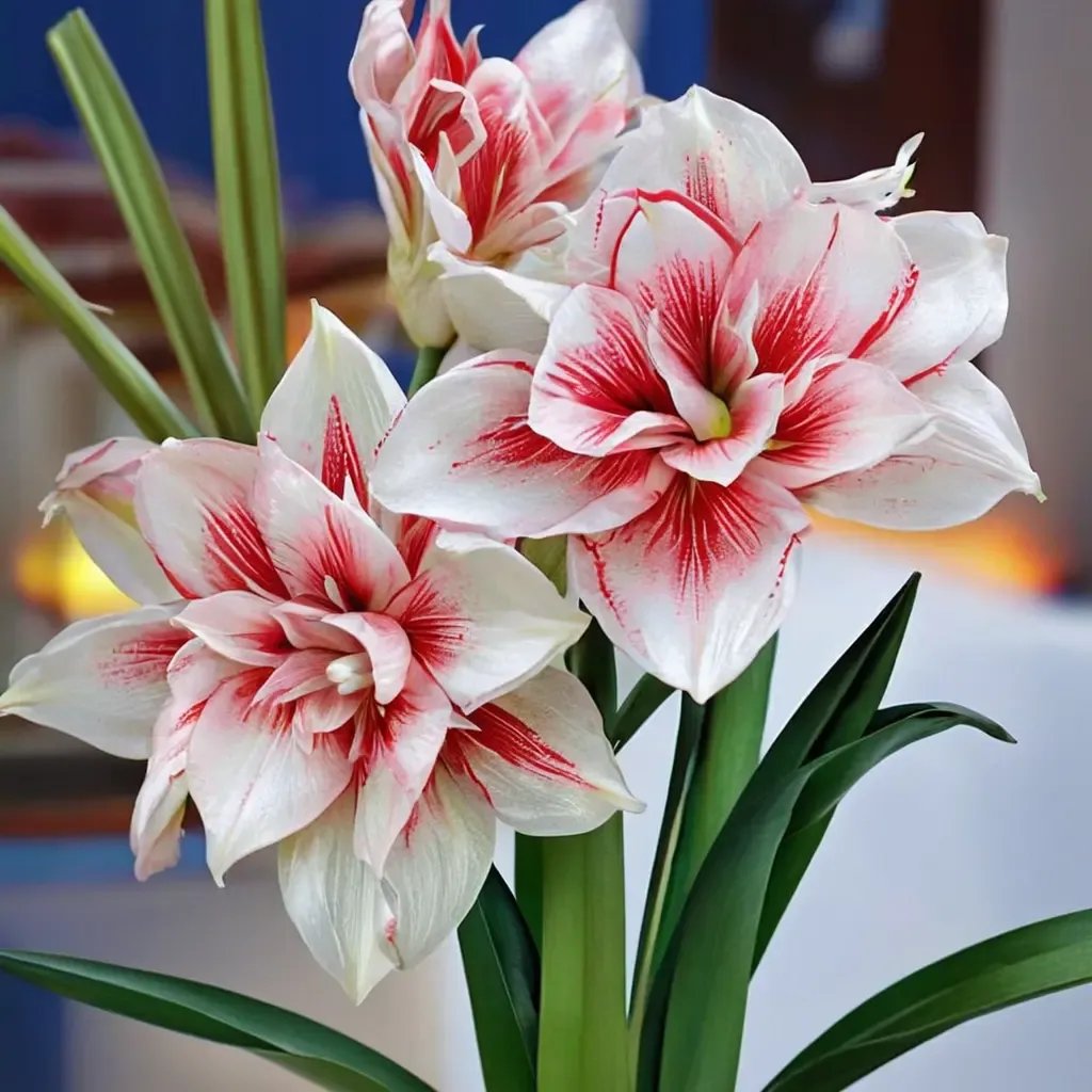 Hippeastrum x hybrida 'Elvas'