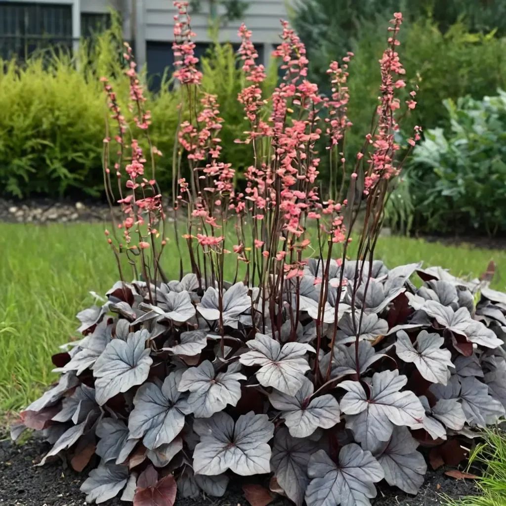 Heuchera x brizoides 'Silver Gumdrop'