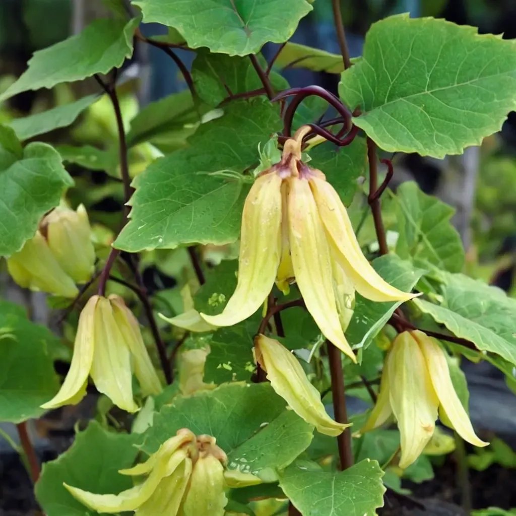 Clematis x jackmanii 'Lemon Bells'