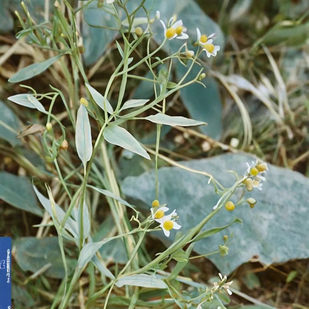 Boltonia apalachicolensis