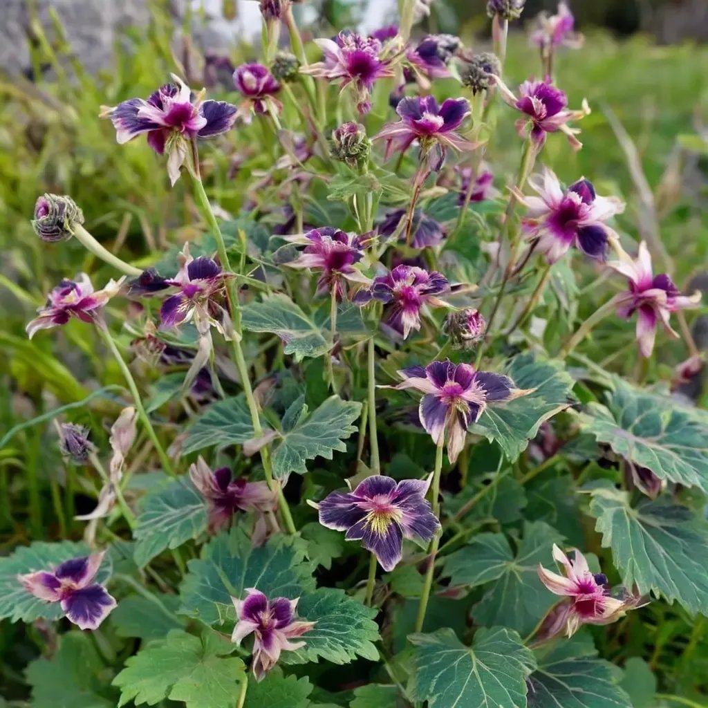 Geranium x hybrida 'Samobor'