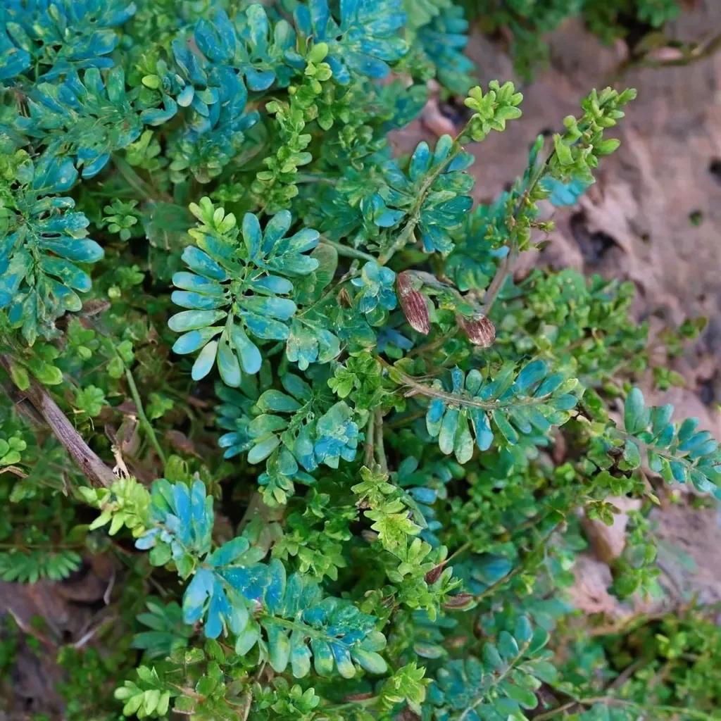 Spikemoss