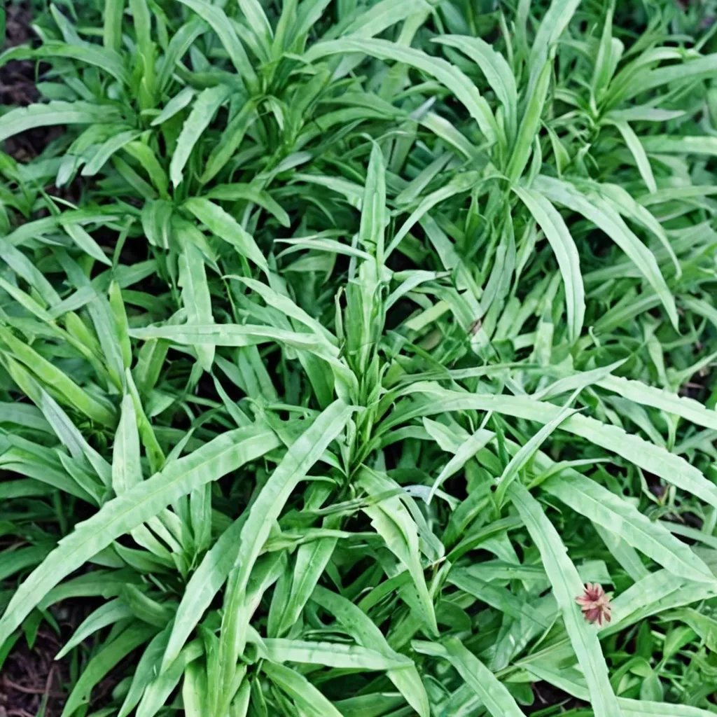 Pteris cretica 'Wu Wu'