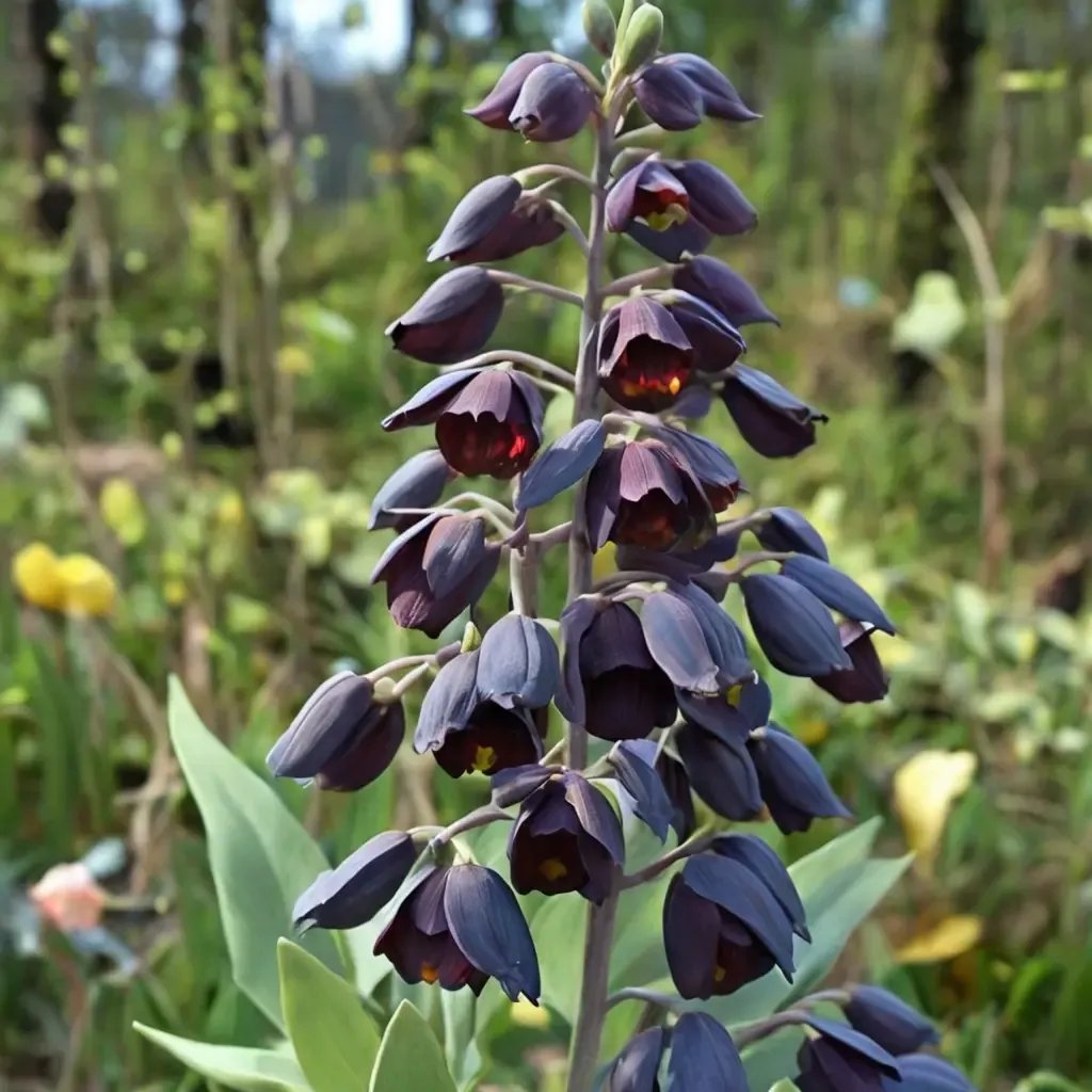 Fritillaria persica 'Adiyaman'