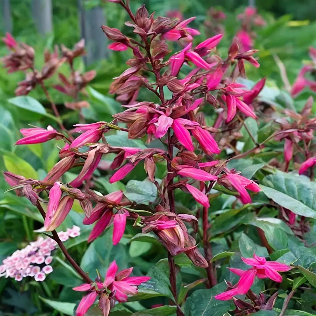 Salvia splendens 'Wendy's Wish'