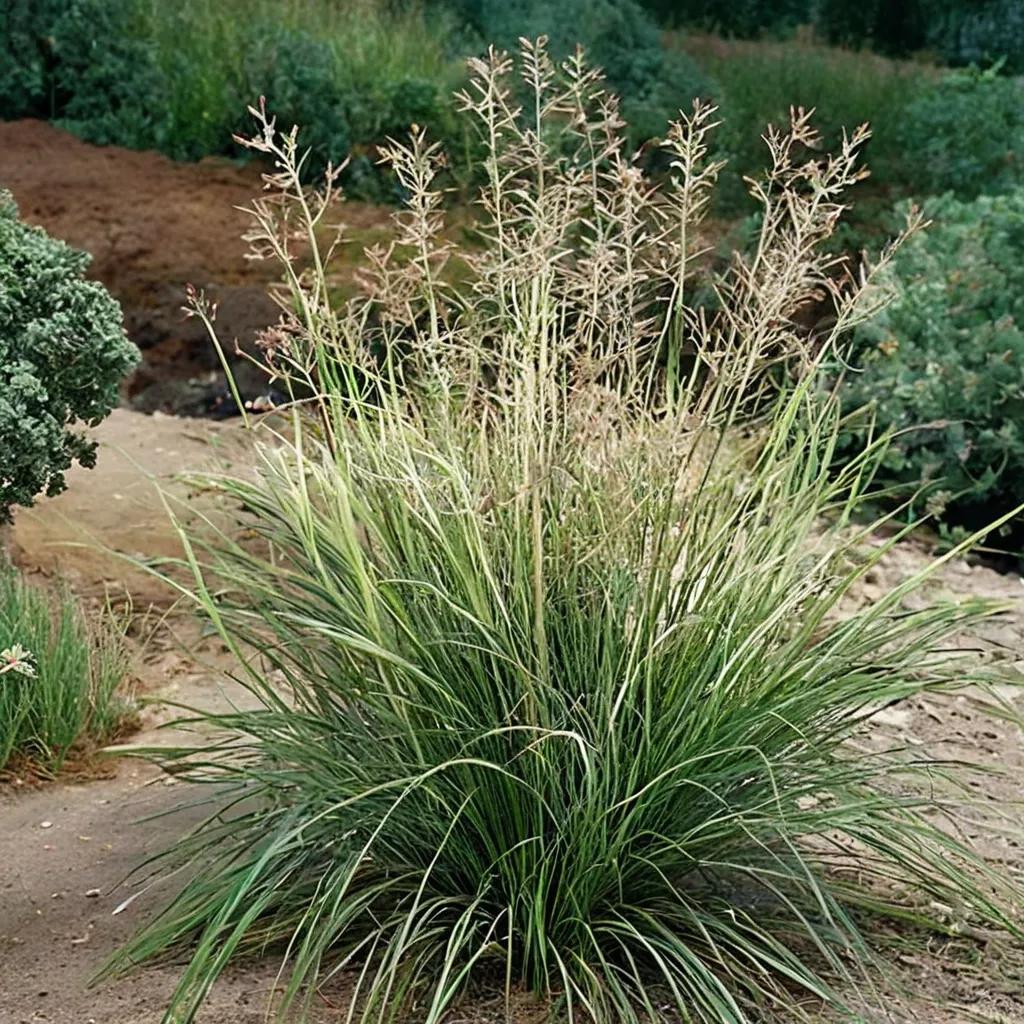 Dropseed