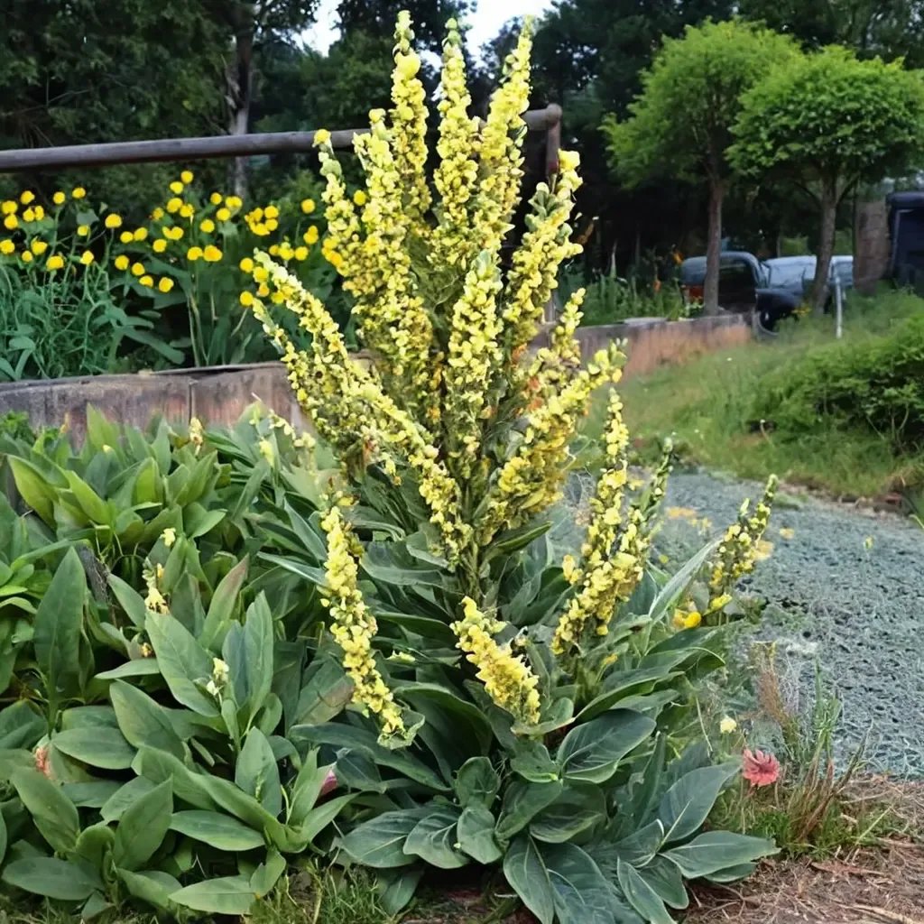 Verbascum olympicum